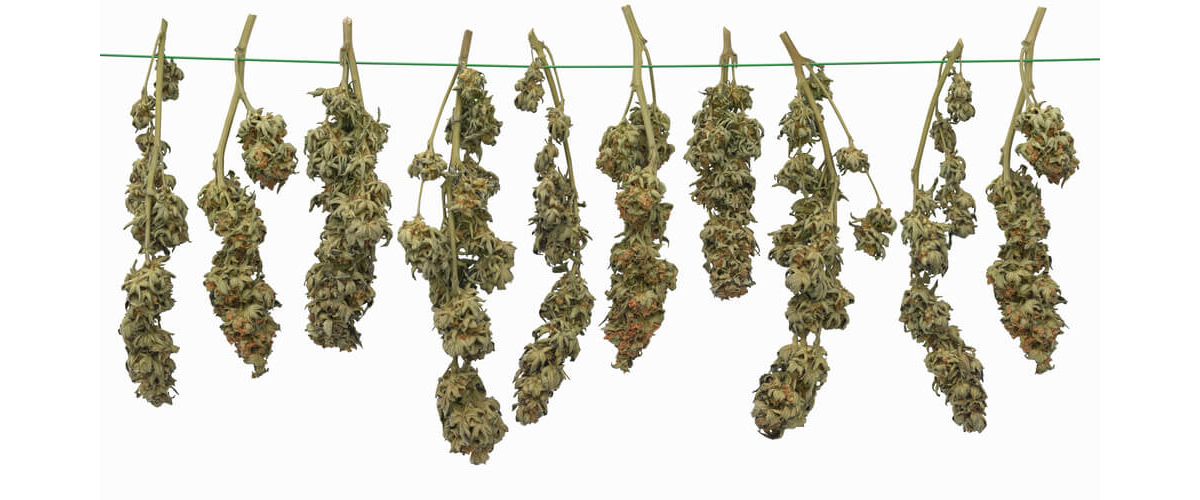 Colheita da cannabis: descubra quando e como fazer 